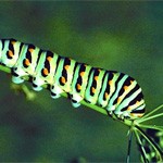 caterpillar meaning