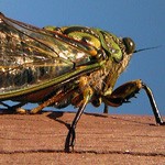 symbolic cicada meaning