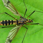 crane fly meaning