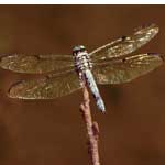 dragonfly meaning