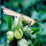 symbolic grasshopper meaning