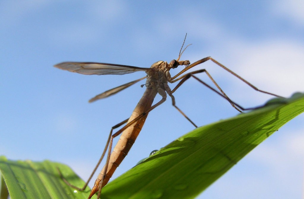 Crane fly meaning