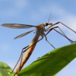 Crane fly meaning