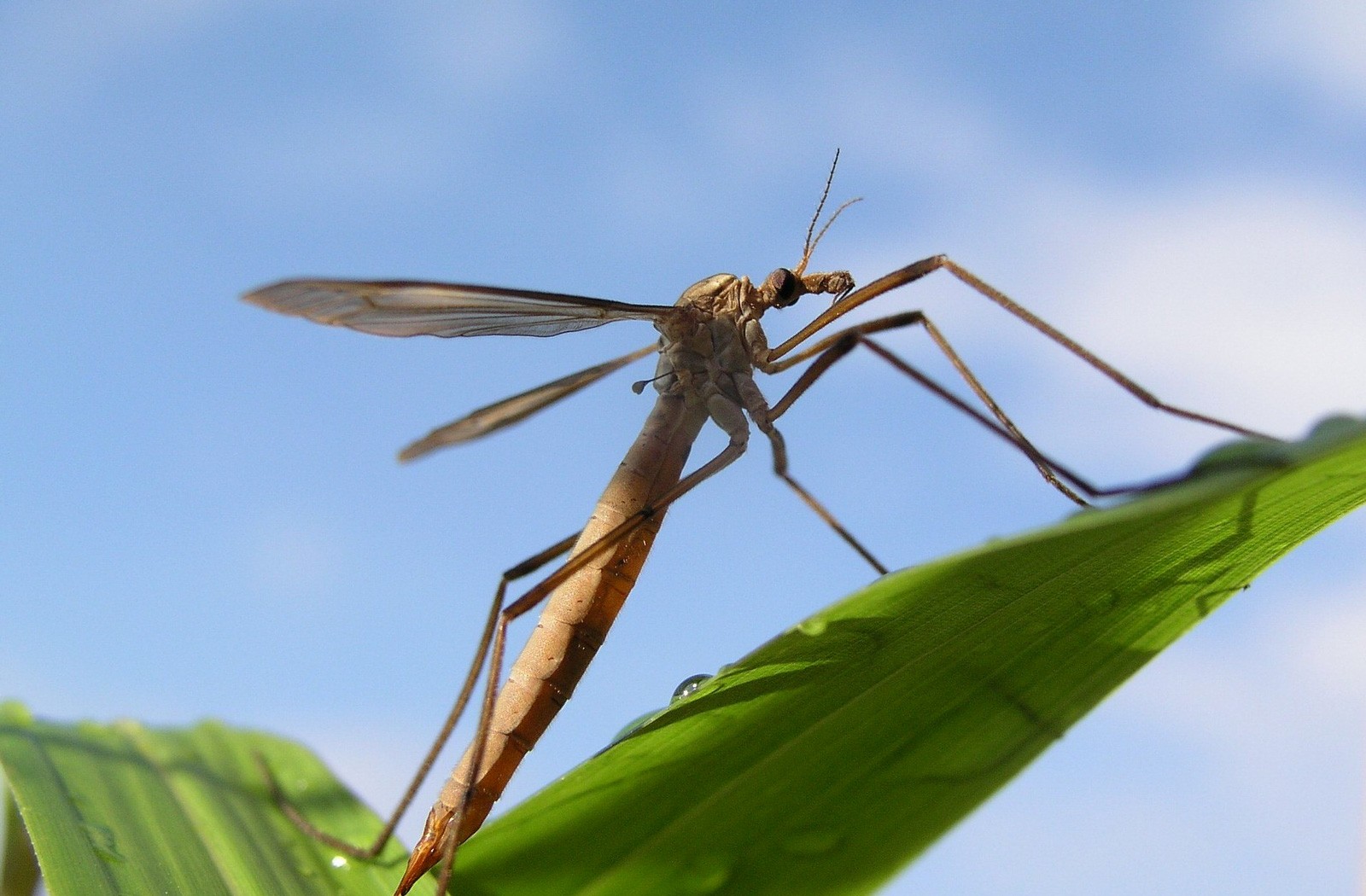 Insect Meaning Crane Fly