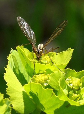 crane fly meaning