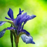 iris flower meanings
