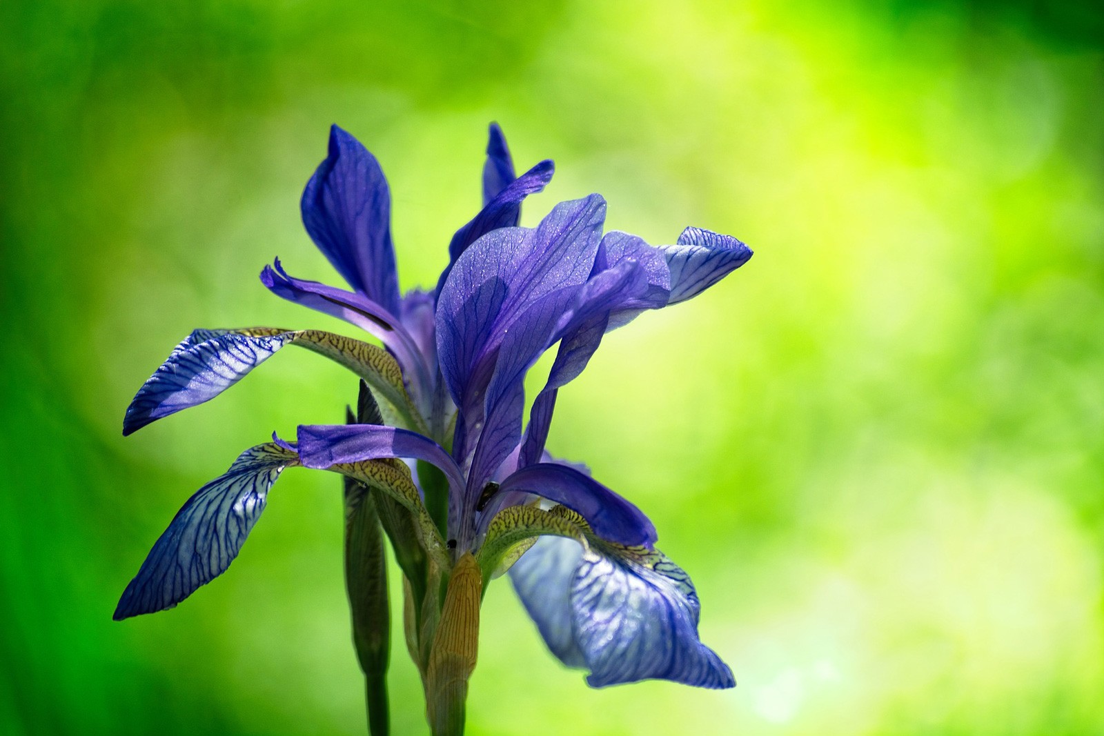 iris flower meanings