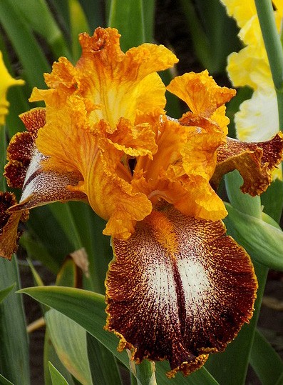 iris flower meanings