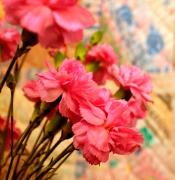 January meaning and flower meanings of carnation for this month