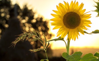 June meaning and symbolism