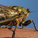 Cicada meaning and the month of June