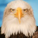 eagle meaning and the month of June