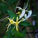honeysuckle and the meaning of the month of June