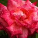 Rose meaning and the month of June