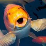 koi tattoo meaning and Japanese koi meaning