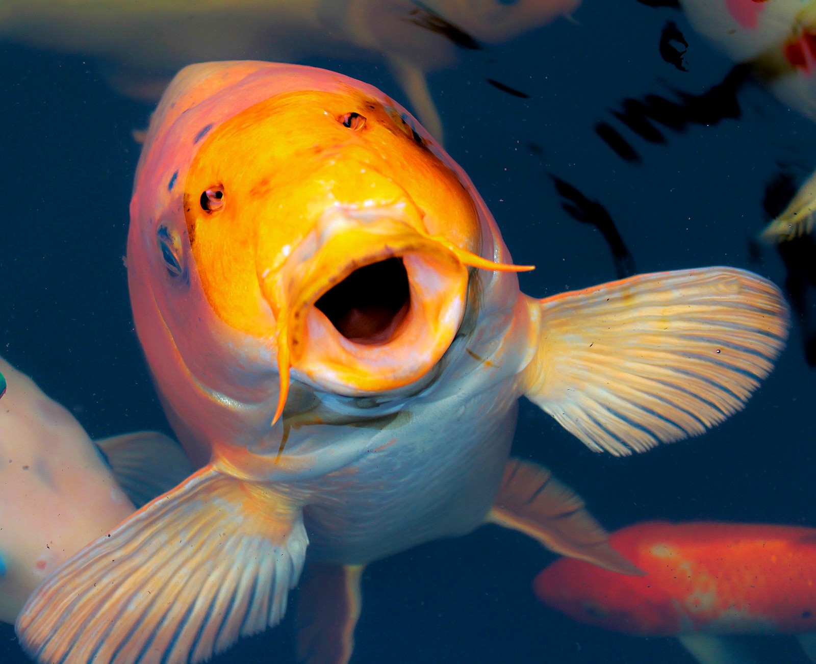 Animal Symbolism Koi