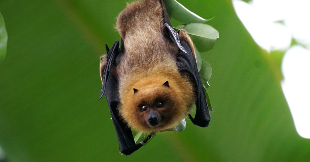 Law of attraction and bat meanings - Whats-Your-Sign.com
