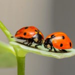 Ladybug love symbolism