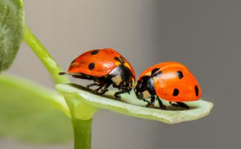 Ladybug love symbolism