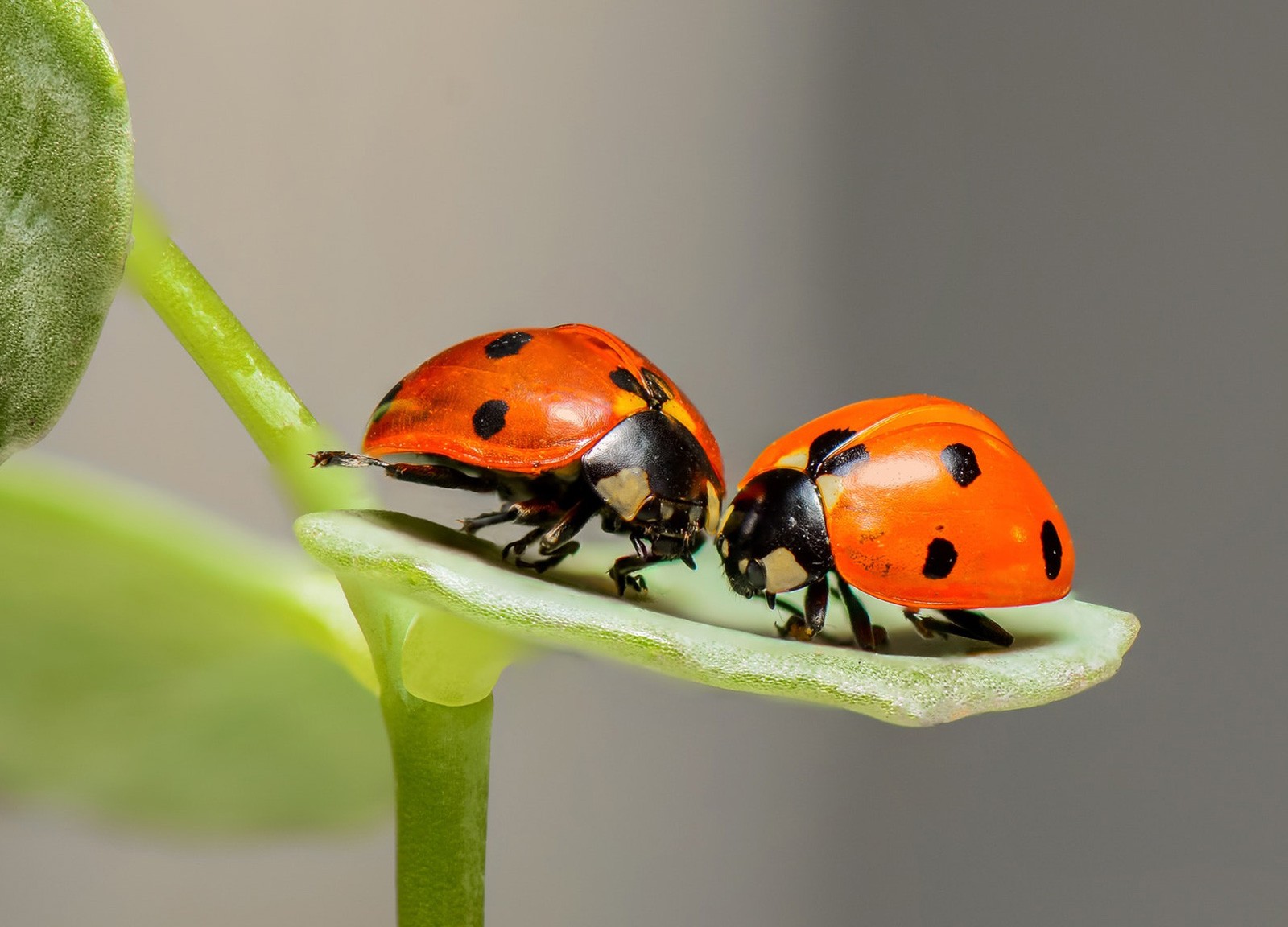 Ladybug Love Symbolism