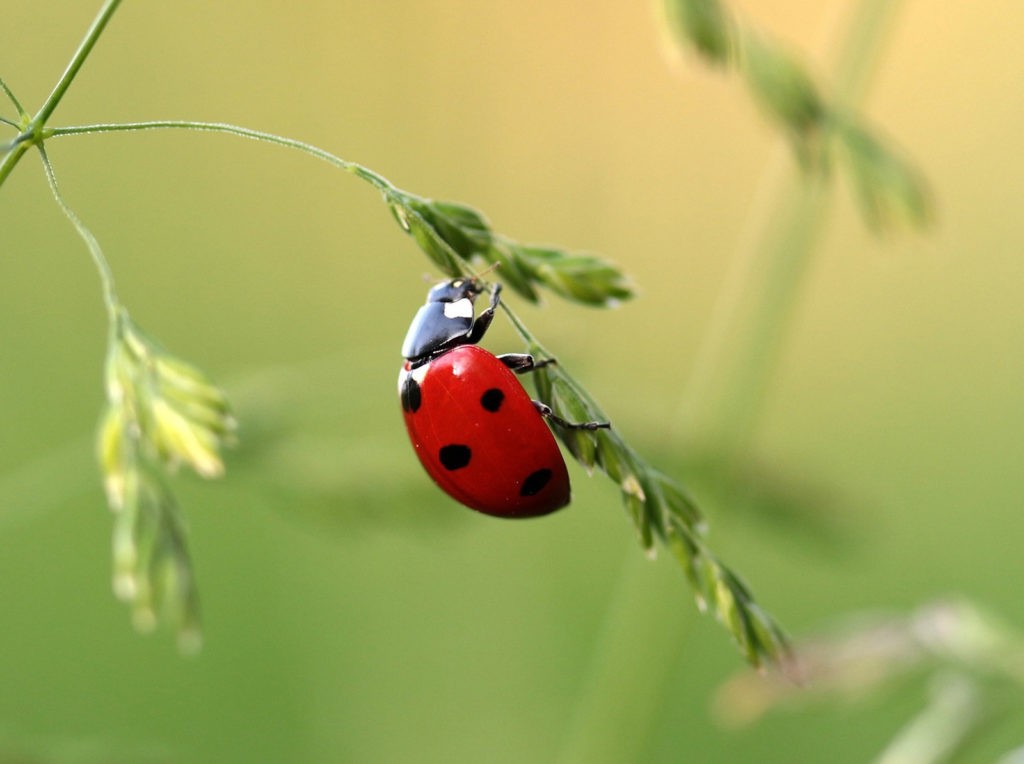 ladybug love symbolism