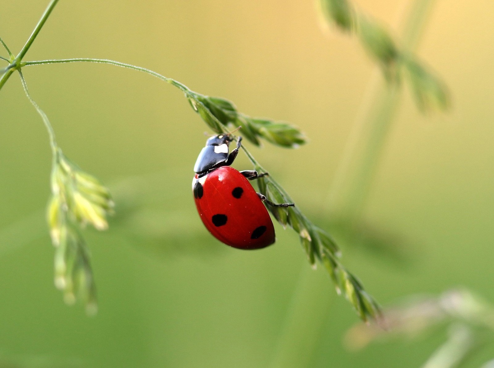 Ladybug Love Symbolism and Meaning on Whats-Your-Sign