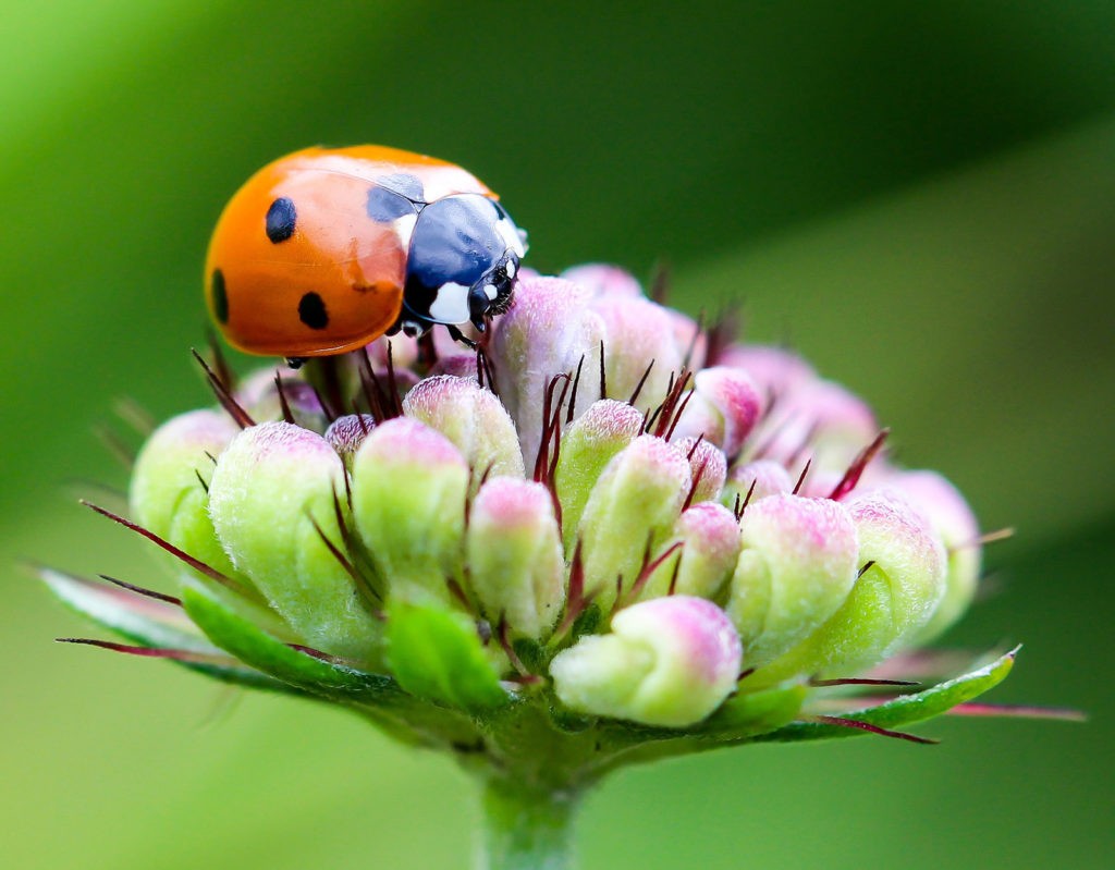 ladybug love symbolism