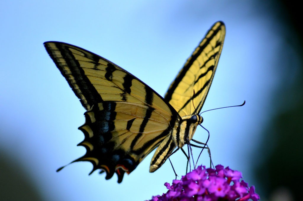 law of attraction butterfly meaning