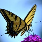 law of attraction butterfly meaning