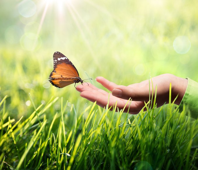 law of attraction and butterfly meanings