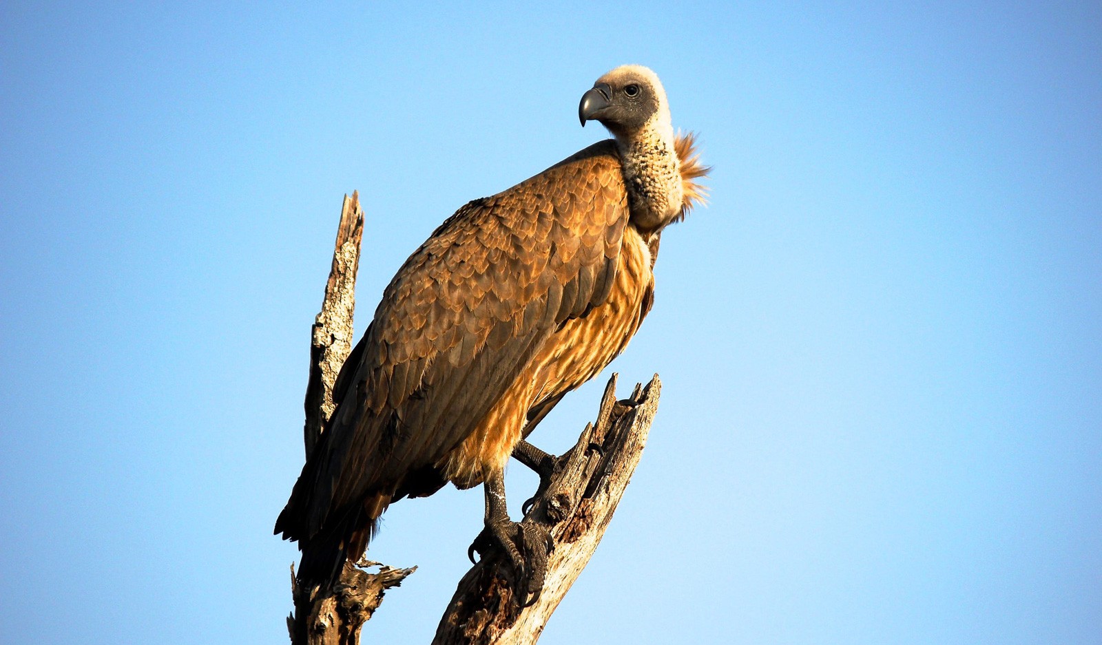 Law of Attraction and the Vulture