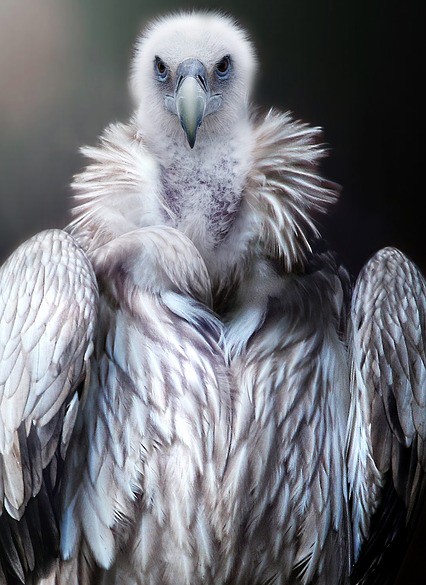 law of attraction and vulture meaning