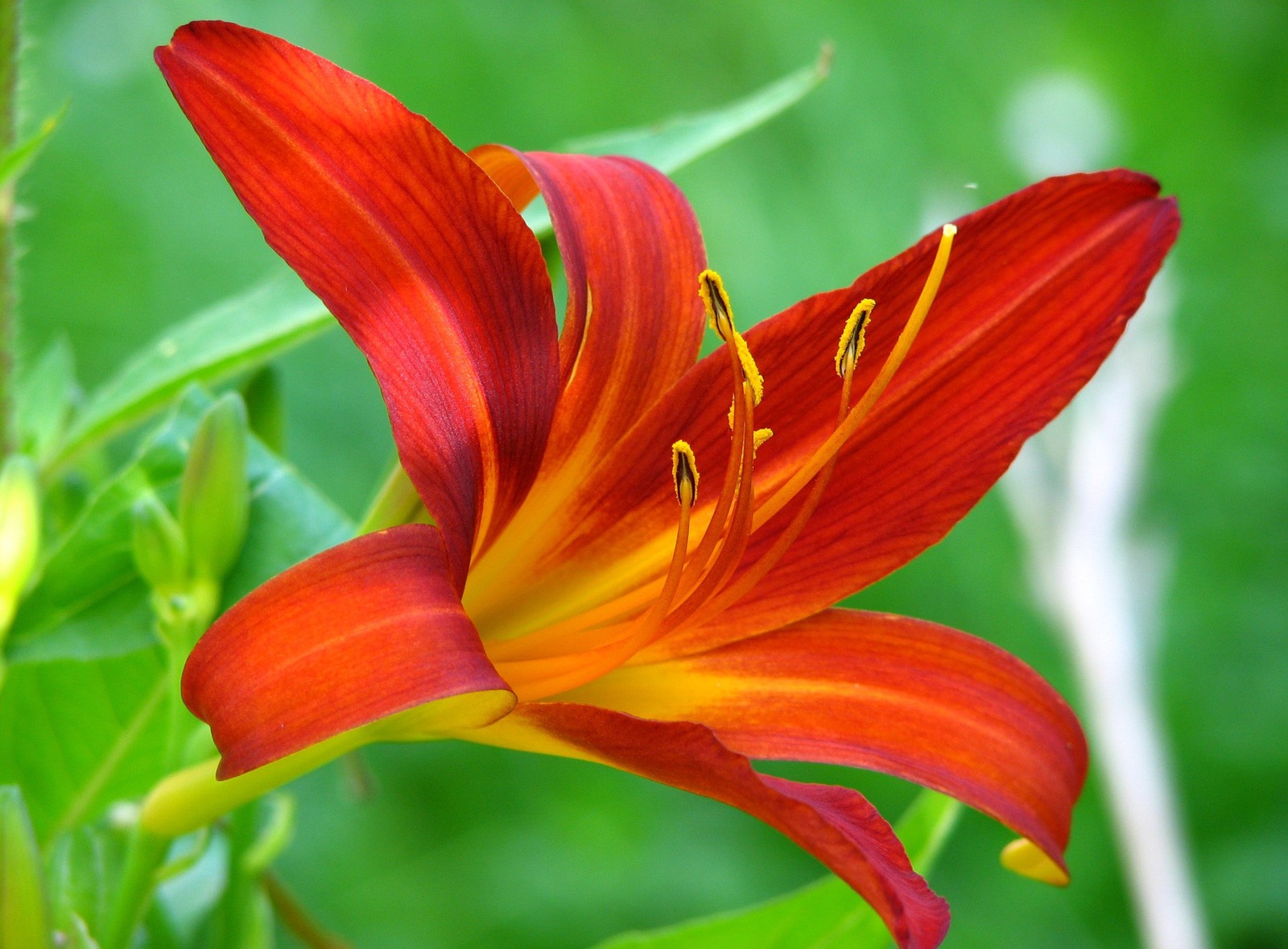 Symbolic Lily Meaning