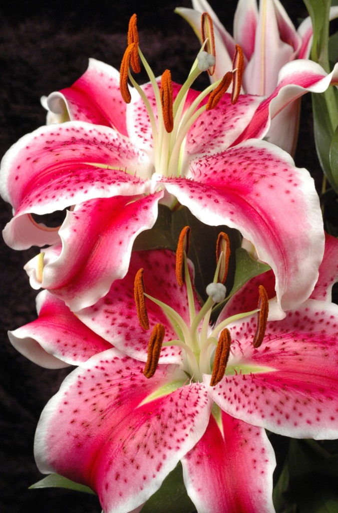 symbolic lily meaning