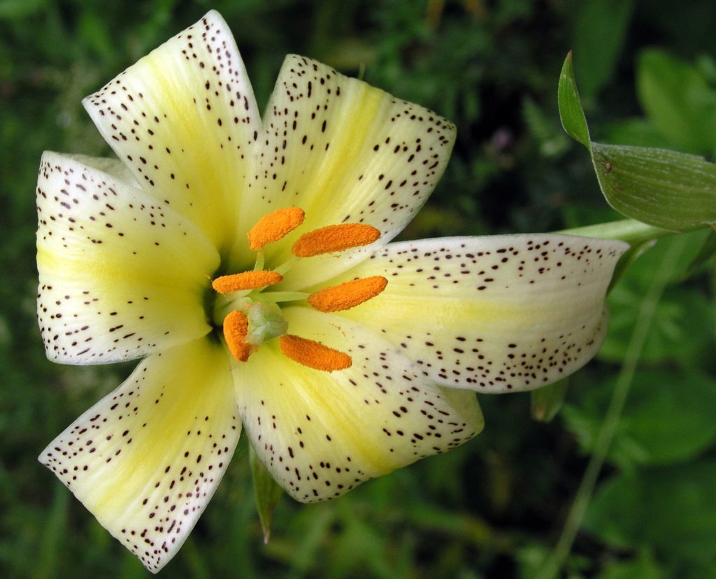 symbolic lily meaning