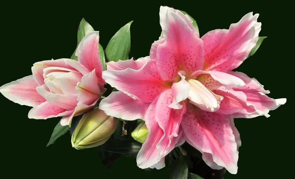 lily tattoo meaning