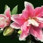 lily tattoo meaning
