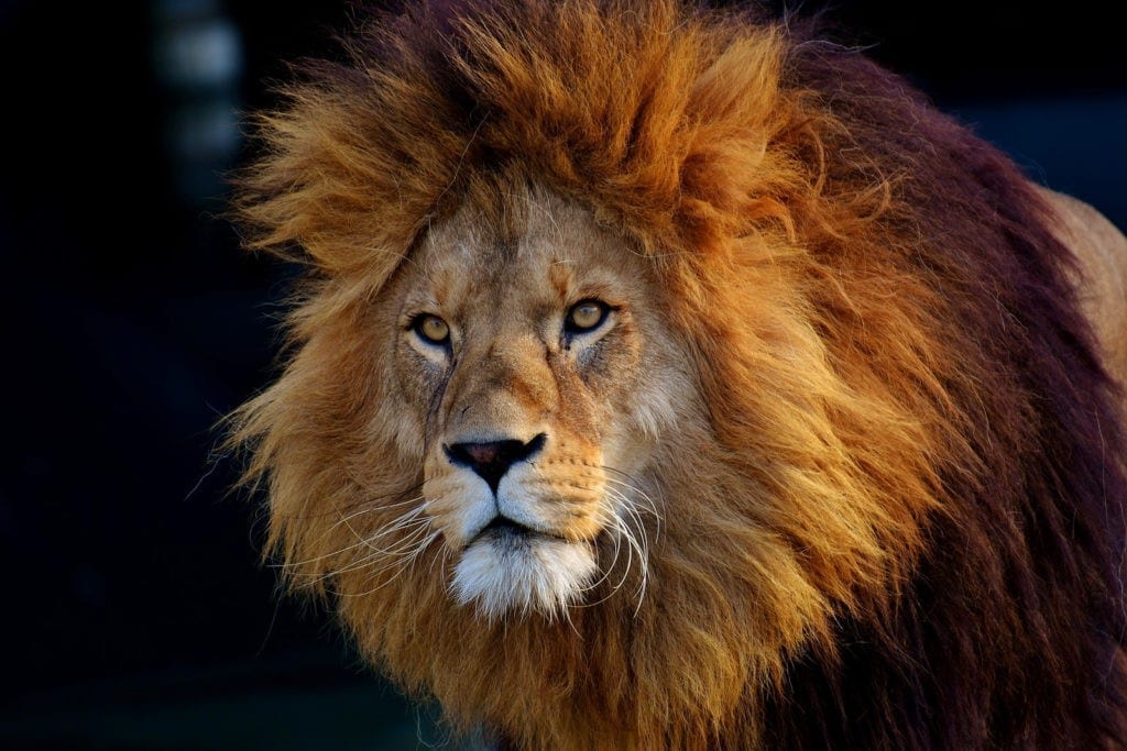 lion tattoo ideas and lion meanings