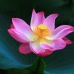 lotus flower meanings