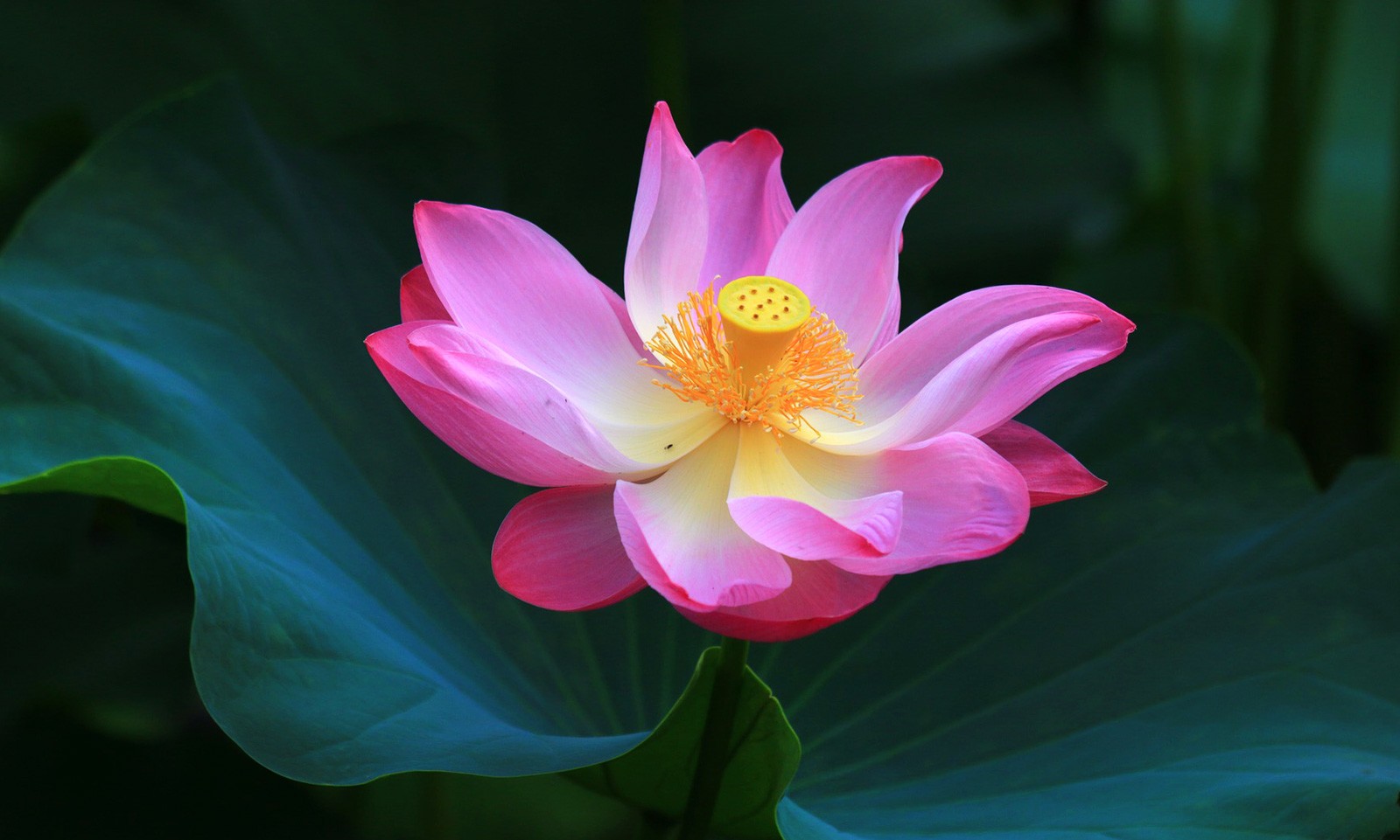 Lotus Flower Meanings and Lotus Symbolism on Whats-Your-Sign
