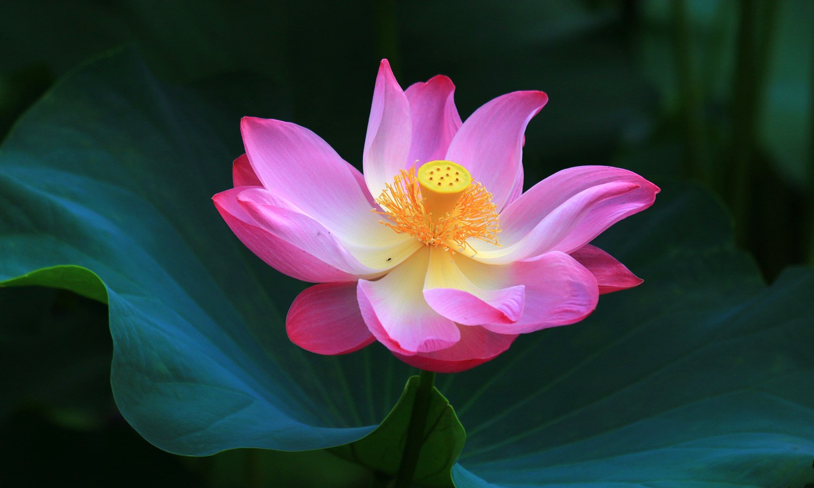 Lotus Flower Meanings