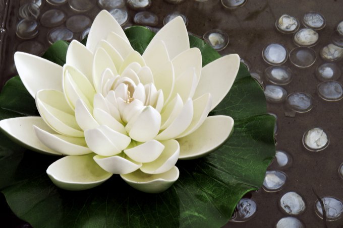 lotus flower meanings