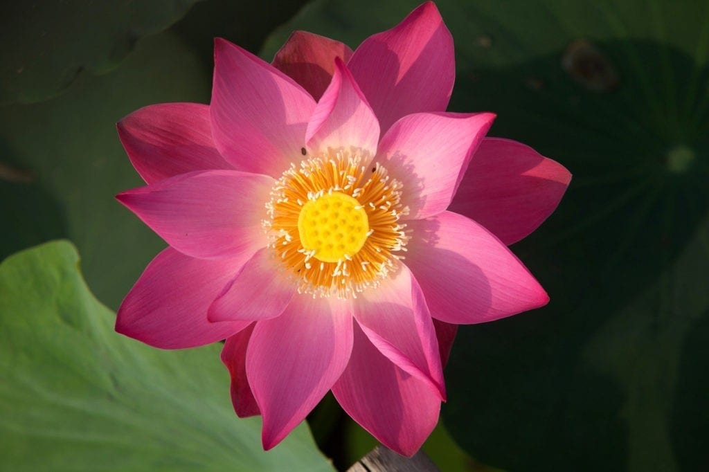 Lotus tattoo ideas and lotus meaning