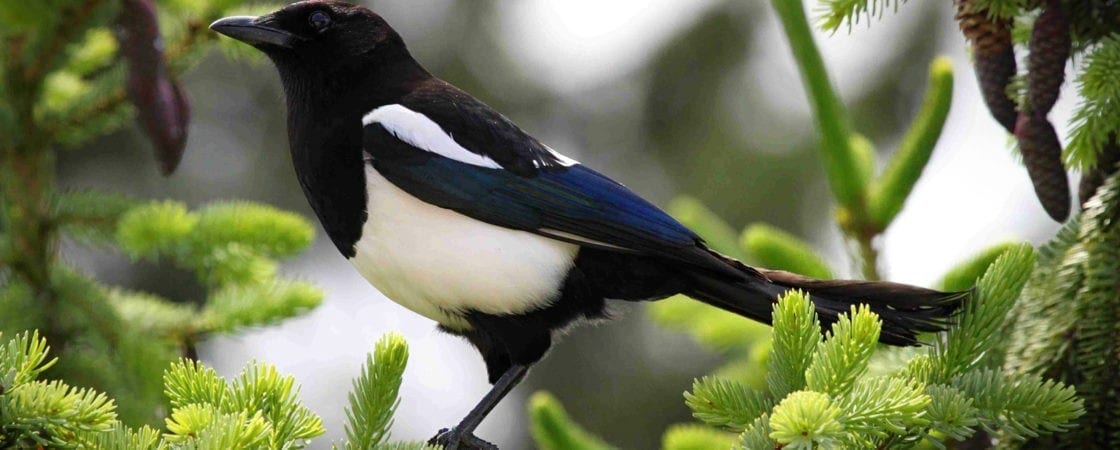 magpie symbolic meanings