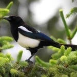 magpie symbolic meanings