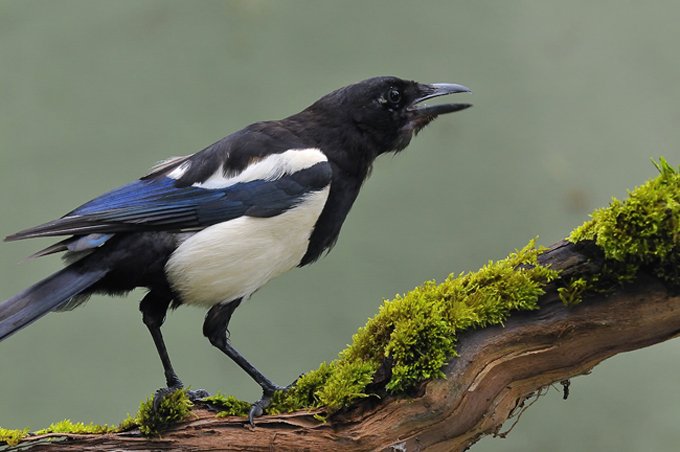 magpie symbolic meanings