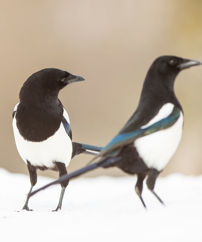 magpie symbolic meanings