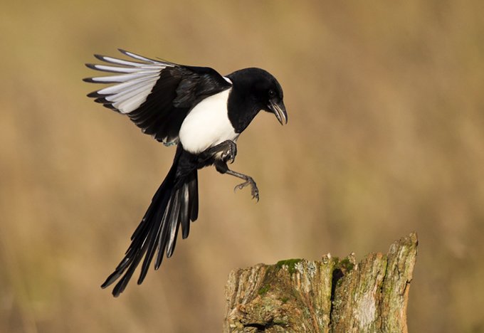 magpie symbolic meanings