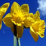 daffodil meaning and the meaning of the month of march