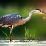 symbolic meaning of the heron